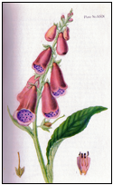 Description: Digitalis