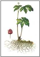 Description: Hydrastis canadensis