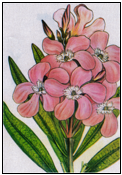 Description: Oleander