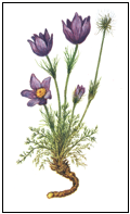 Description: Pulsatilla vulgaris