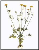 Description: Ranonculus bulbosus